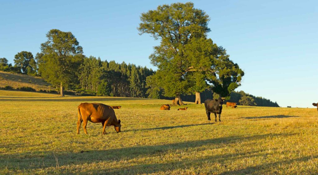 cows-on-field