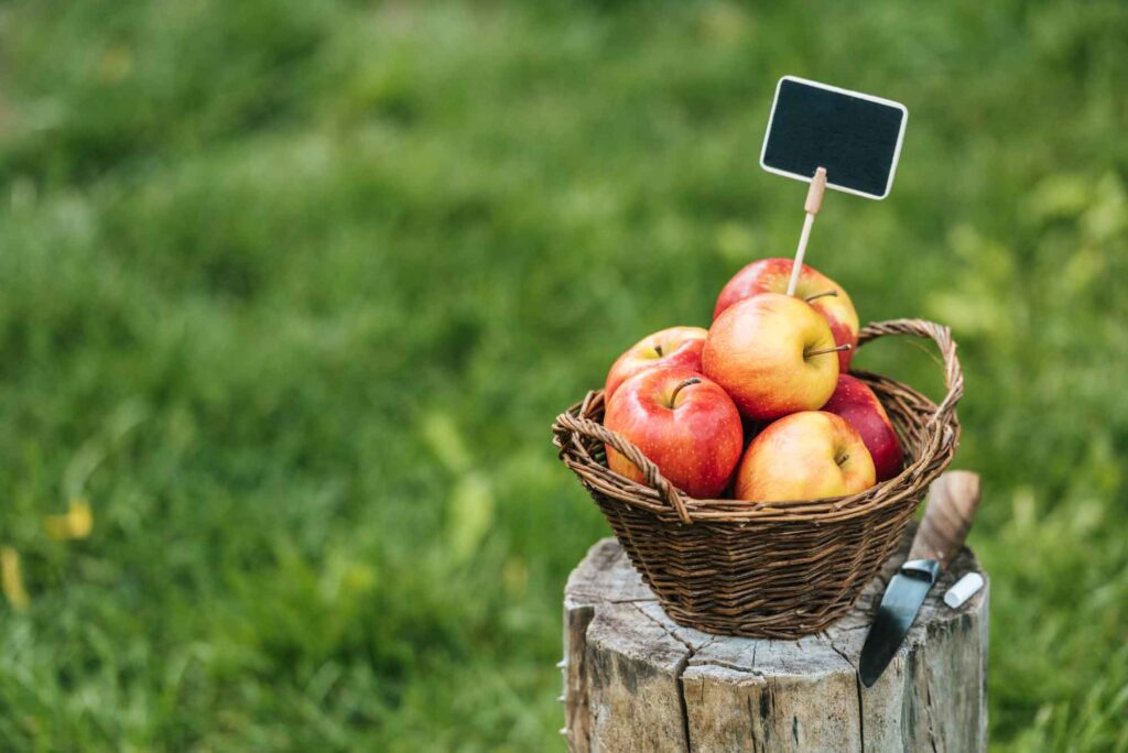 freshly-picked-apples